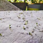 germination of plants in paper